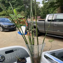 Horsetail Grass