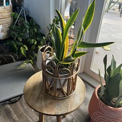 Houseplant $25 Each