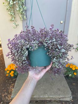 Callisia Repens Pink Panther Plant 6” Hanging Pot