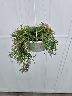 Rhipsalis Clavata