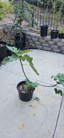 Fig tree
