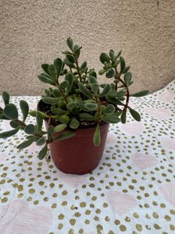 Small Succulent Plant in Red Pot
