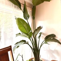 Healthy 8+ feet tall Bird of Paradise Boho Plant with ceramic pot