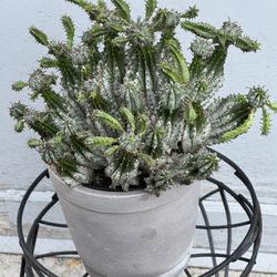 Cactus In Ceramic Pot