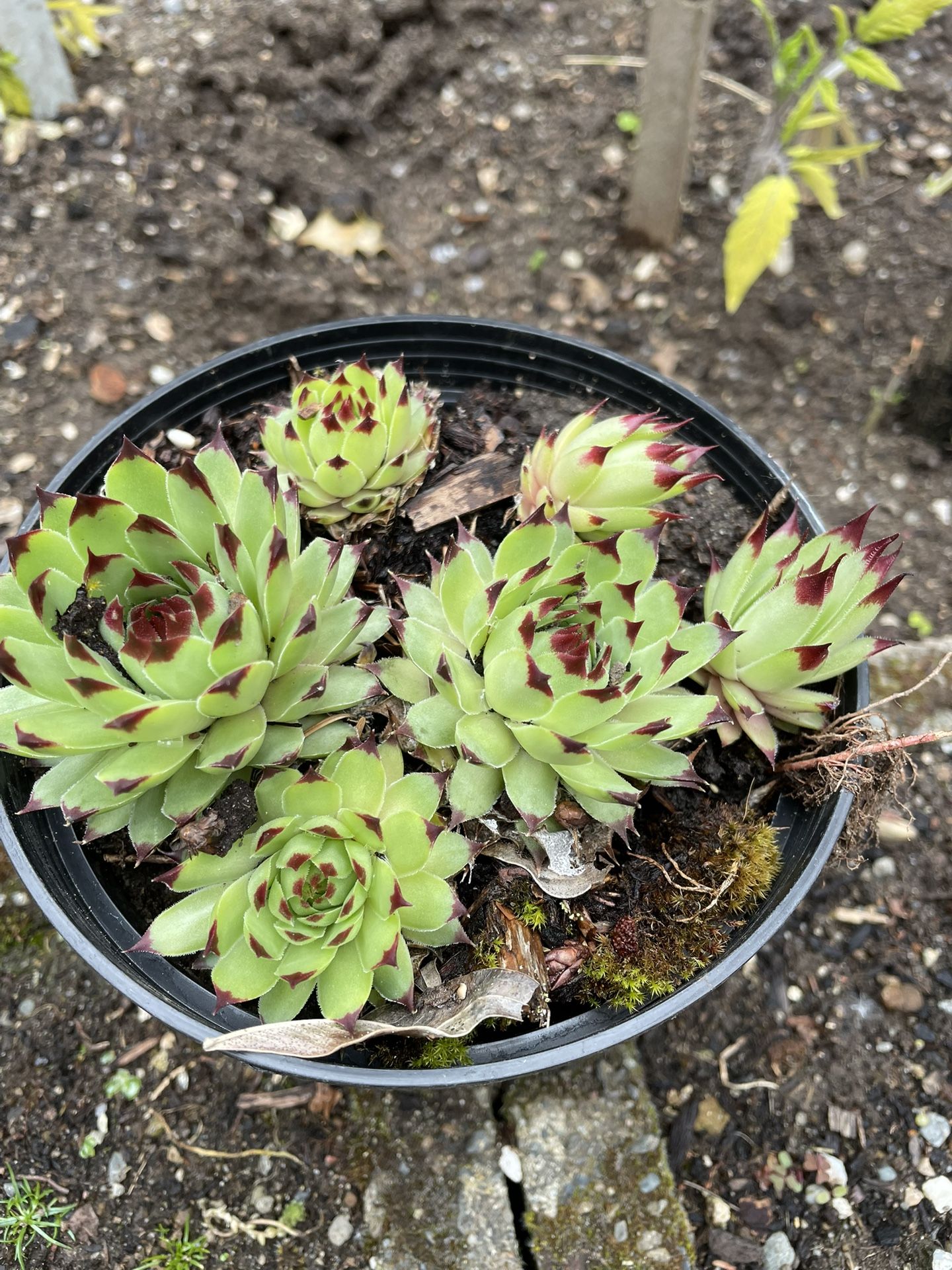 Succulent