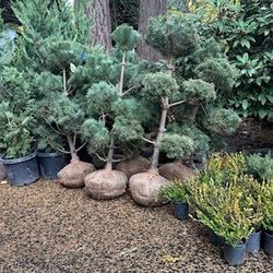 Nice Big Pom Pom Pine Trees —