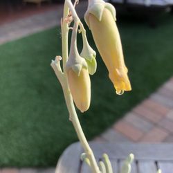 Cotyledon Orbiculata STAG-HORN Succulent Plant