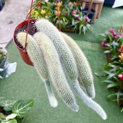 Plants (6”pot🌵Monkey tail cactus $30) Sale!