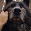 Arturo