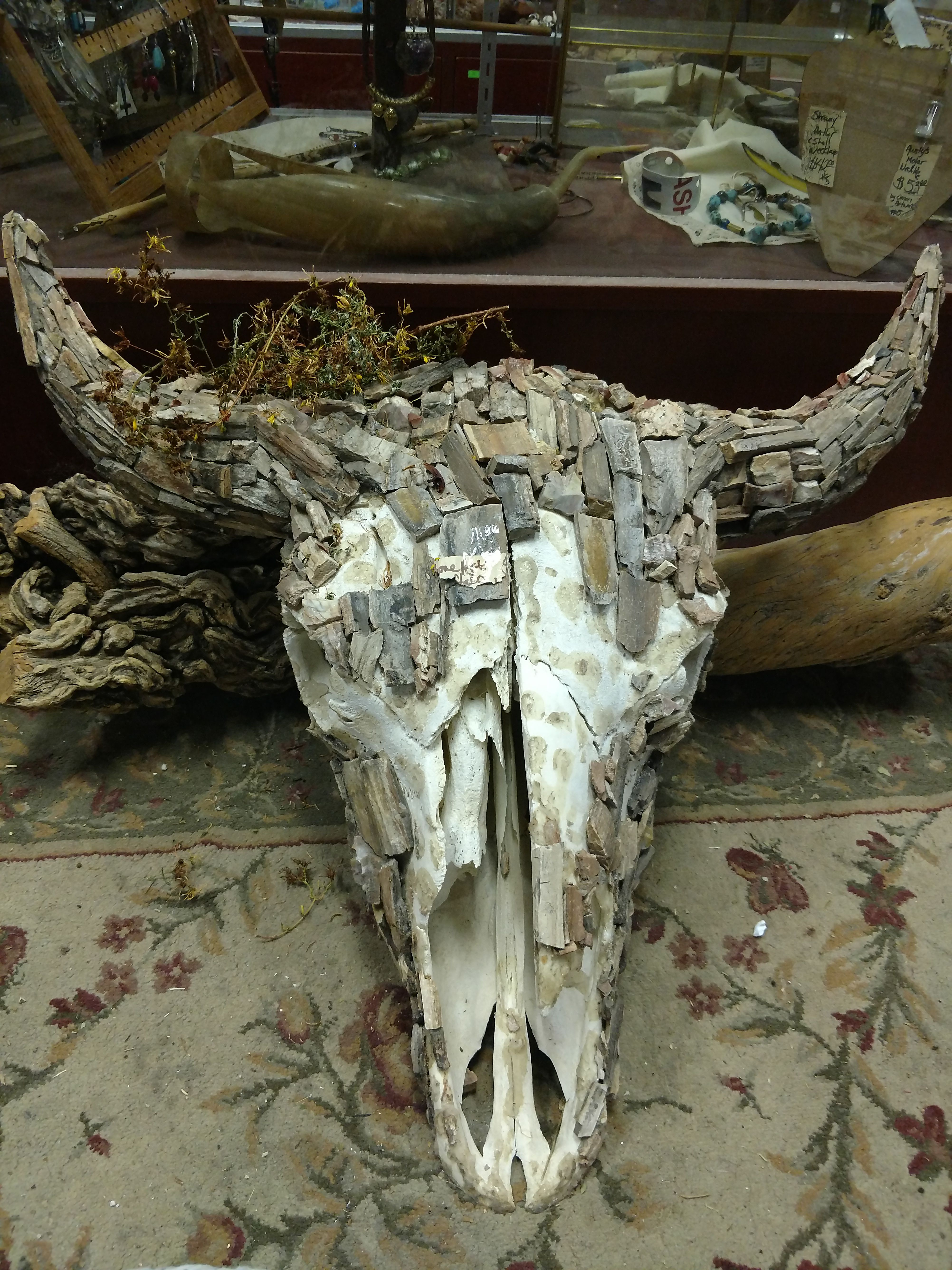 Petrified wood covered Buffalo skull