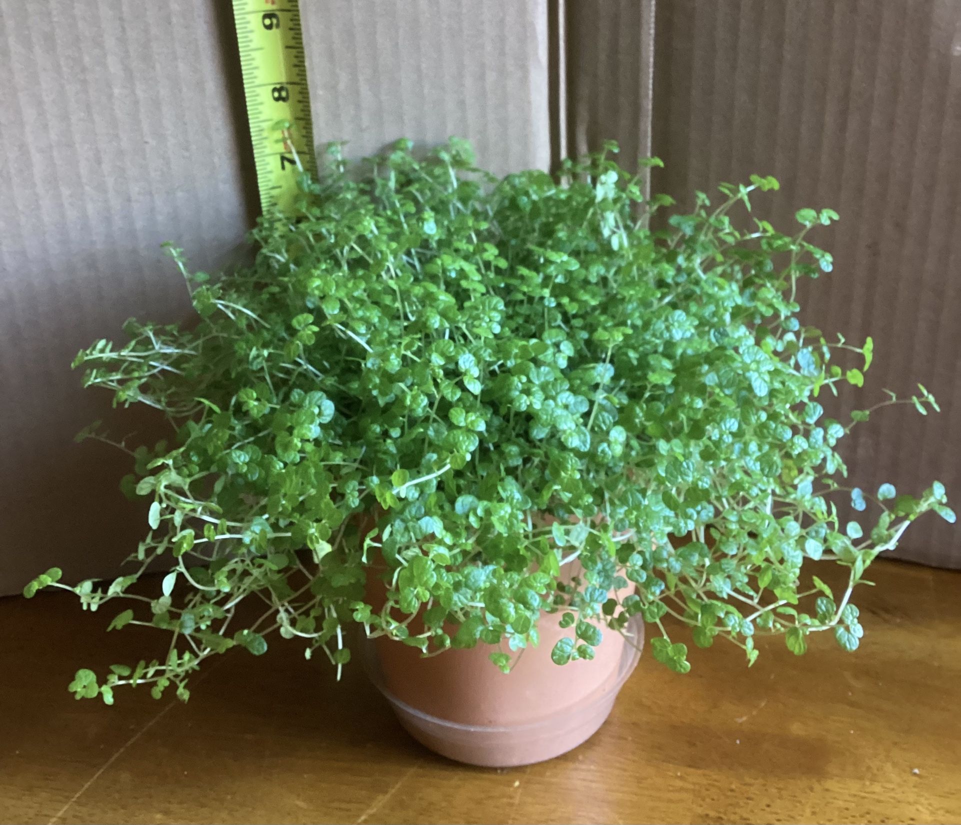 Baby Tears Houseplant In TERRACOTTA