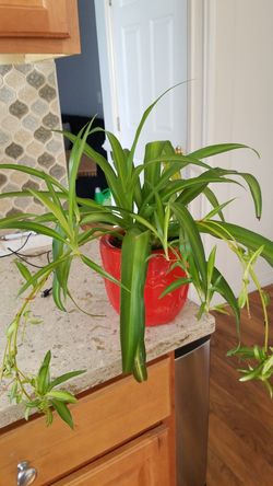 Spider Plants: How to Grow and Care for Spider Plants