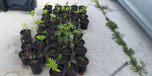 Mulberry Trees, Shampoo Ginger, And Edible Taro.