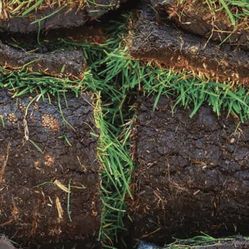 Fresh Sod 