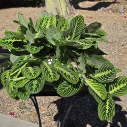 Maranta Lemon Lime Prayer Plant Hige