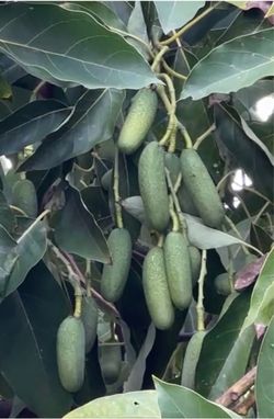 Grafted Seedless Avocado Tree