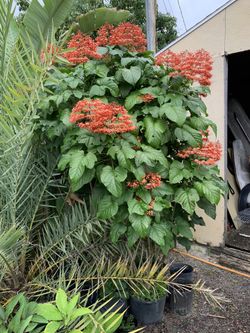 Clerodendrum Orange Pagoda