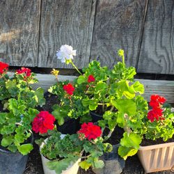 Plantas De Geranio