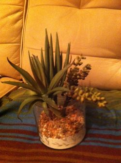 Tropical plants in glass vase