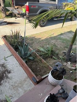 Blue Agave Plants free