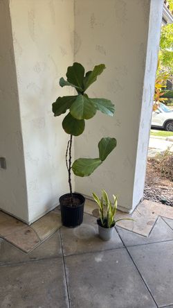Free plants snake plant and fiddle leaf tree