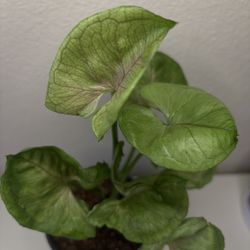 Two Plants-one Price 