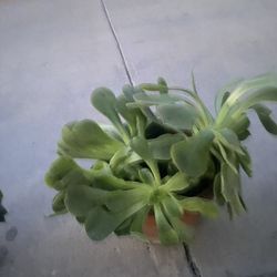 Succulent Plant 