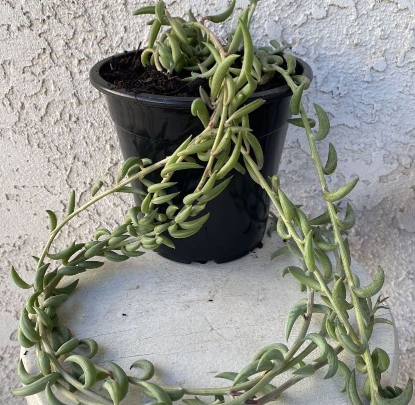1.5 Gallon Pot Succulent Plant - Senecio Radicans Hybrid - String of Fish Hooks - Trailing Succulent - Drought Resistant - Established Plant - Extra L