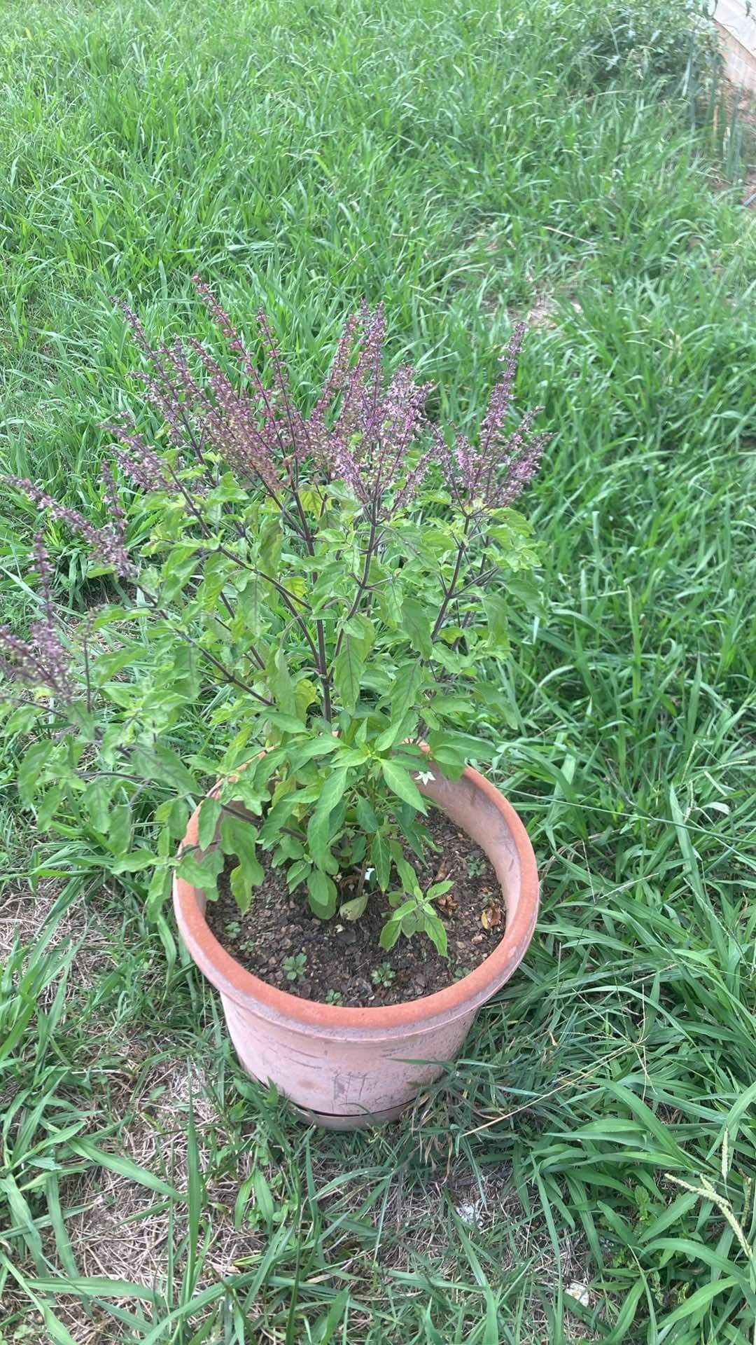 Tulsi Plant