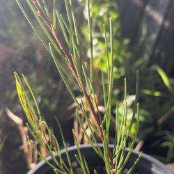 LIVE Acacia mucronata subsp longifolia ’Narrow-leaved Wattle’ 1 Gallon Plant