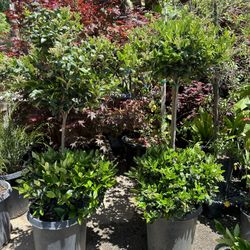 2 Tiers Privet Topiary Bonsai