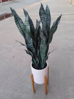 Snake Plant in White Pot with Wood Stand