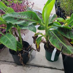 Banana Dwarf Cavendish  2.5 Gallon 