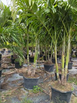Huge Christmas palms over 8 feet tall instant privacy hedge for fence