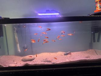 fish tank setup