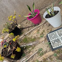 Plants Cactus Secullent 