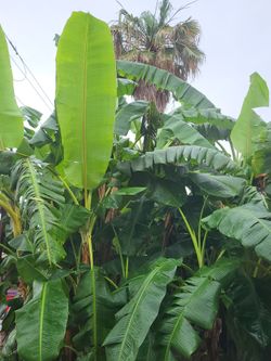 Banana Plants