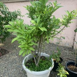 Night Blooming Jasmine (Night Queen) Flowers Plant 