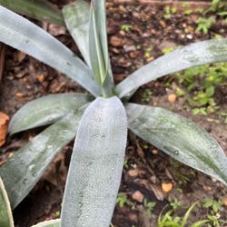 Agave Plant