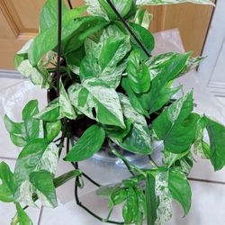 Epipremnum Pinnatum Marble Queen Variegated Pothos Plants 