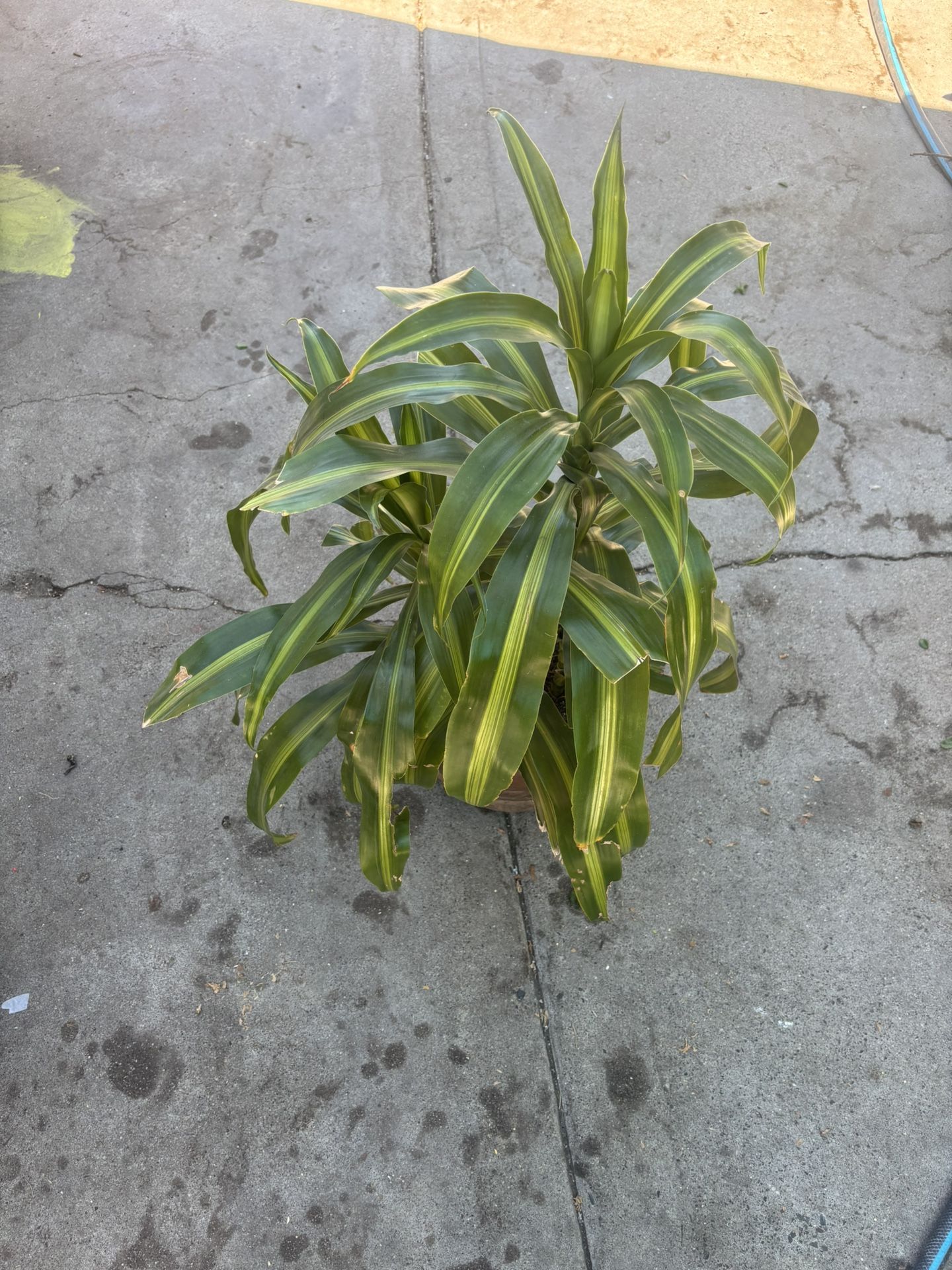 Corn Plant, Mass Cane / Dracaena Fegraence