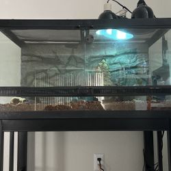 South African 🤡 With 36’ Inch Habitat And Black Stand, Red Light And LED. DM me For Pictures Of It👌🏽