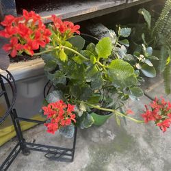 HERMOSAS PLANTAS NATURALES “KALANCHOE PLANT 