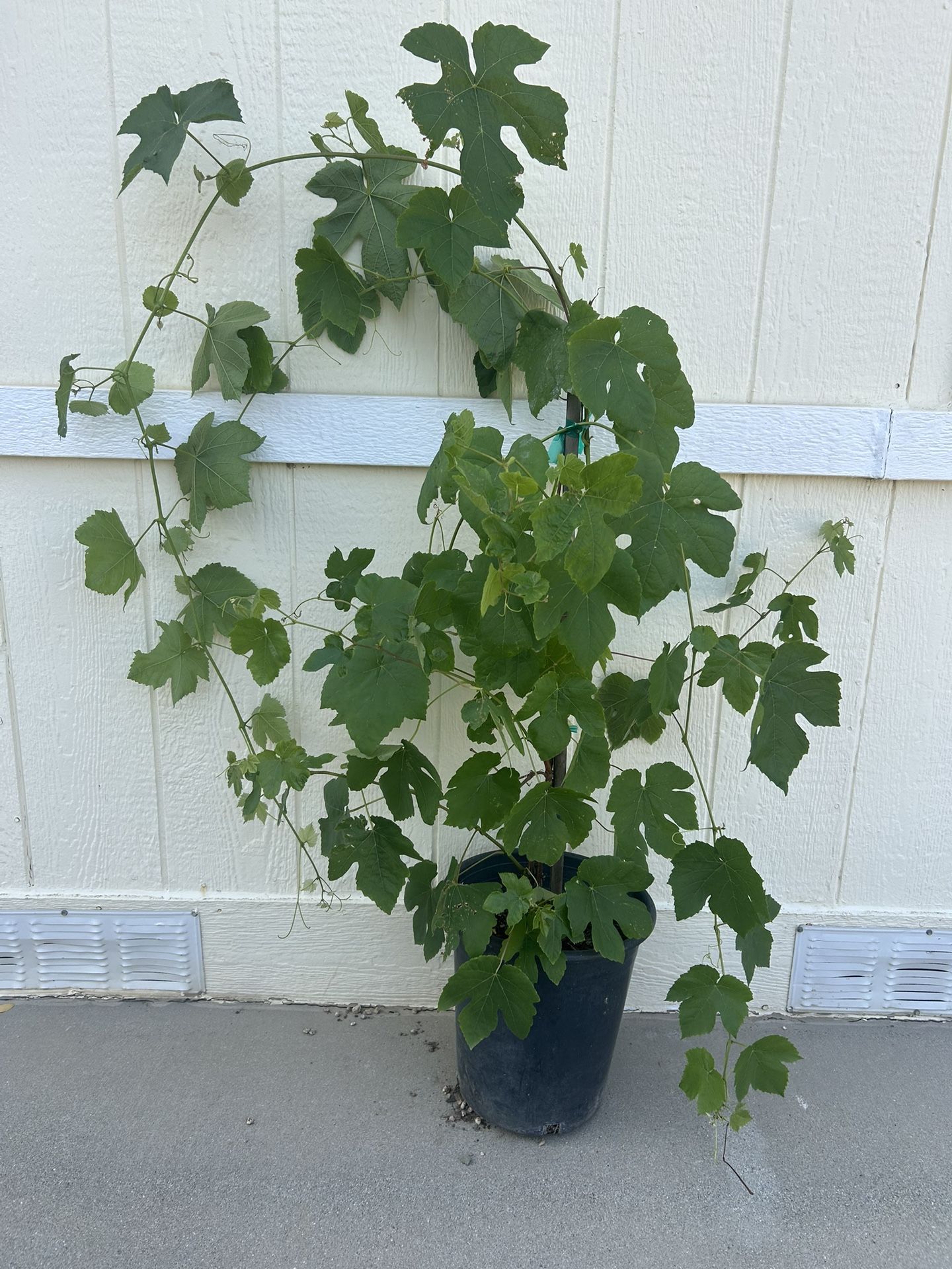 Thompson Seedless Green Grape Fruit Plant In 5gl