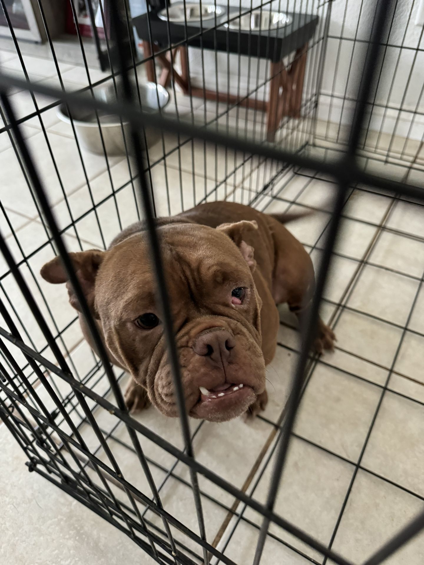 Dog Crate