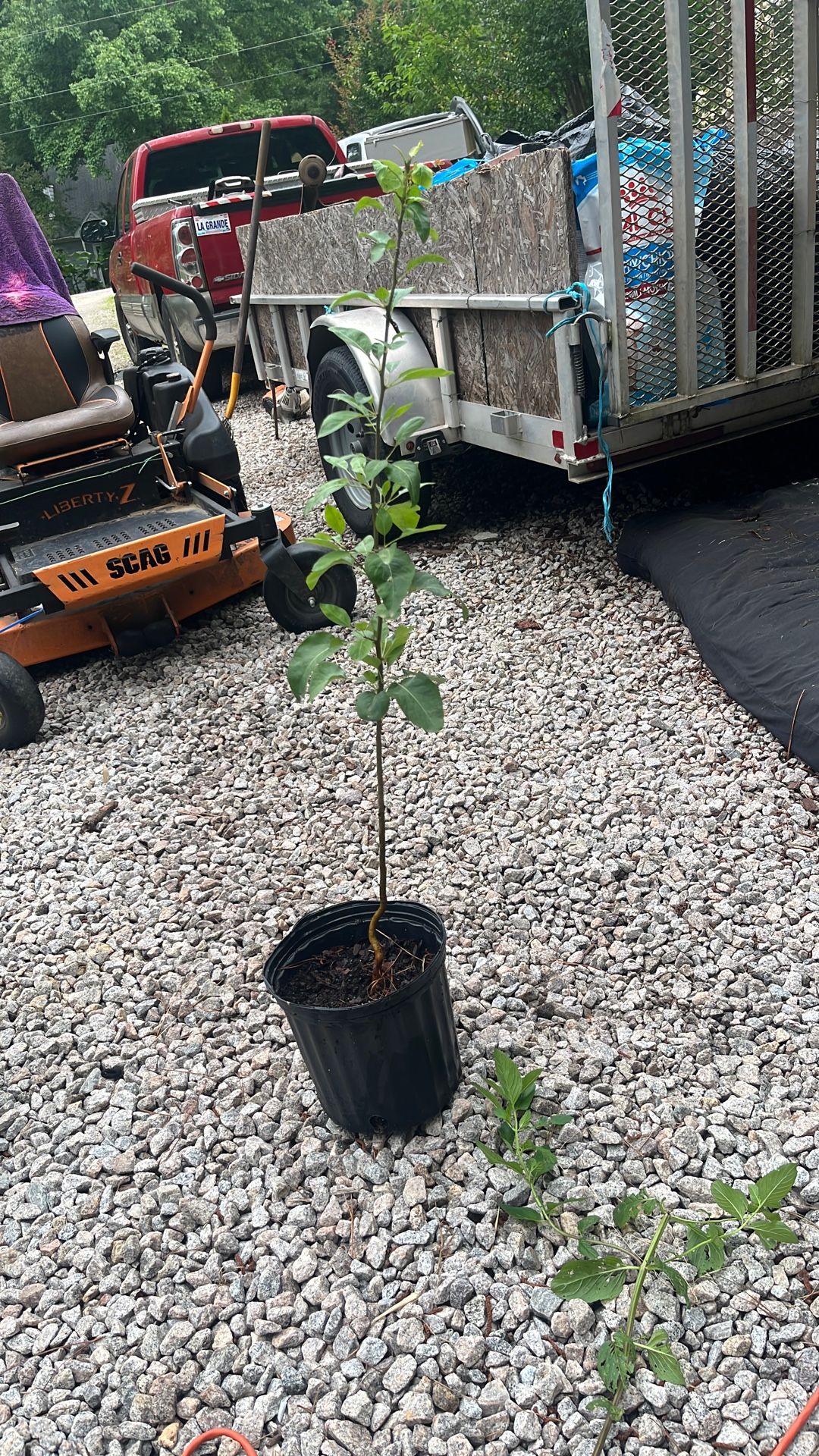 Manzana Blanca