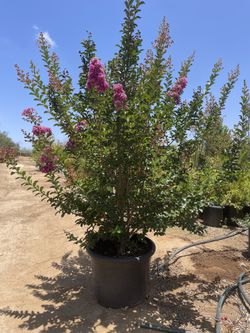 25 Gallon Crape Myrtle Color lavender 
