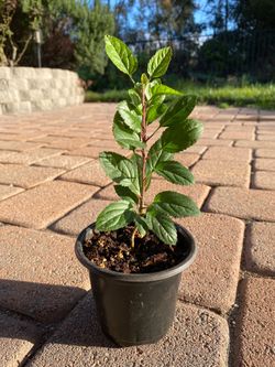 Apple tree