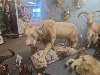 Taxidermi animals mounted