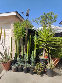 Cactus , Palms,Trees